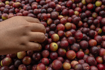 CAMU CAMU, AMAZONIAN FRUIT THAT GROWS ON THE BANKS OF RIVERS, DELICIOUS RED FRUIT KNOWN AS CAMU...