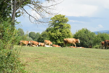 herd of cows grazing in nature