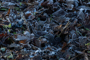 Icy Frosted leaves on the forest floor in shaded blue colour