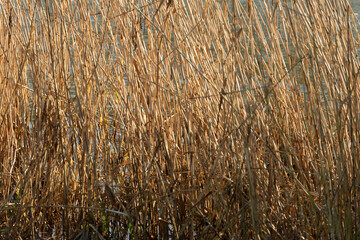 Tranquil riverside scene in winter featuring tall dry reeds, stream or river with reflections