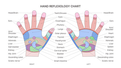 Hand Reflexology Chart for Holistic Health and Wellness. A detailed hand reflexology chart illustrating various reflex zones on the left and right palms