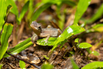 Anolis Limifrons, Cano Negro, Costa Rica