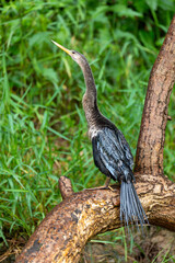 Snakebird, darter, American darter, or water turkey, Anhinga anhinga, Costa Rica