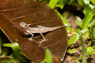 Anolis Limifrons, Cano Negro, Costa Rica
