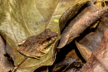 Craugastor ranoides, species of frog in the family Craugastoridae. Tarcoles, Costa Rica wildlife.