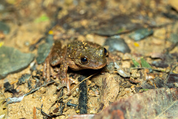 Craugastor ranoides, species of frog in the family Craugastoridae. Puntarenas, Costa Rica wildlife.