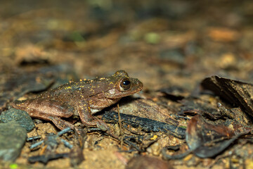 Craugastor ranoides, species of frog in the family Craugastoridae. Puntarenas, Costa Rica wildlife.