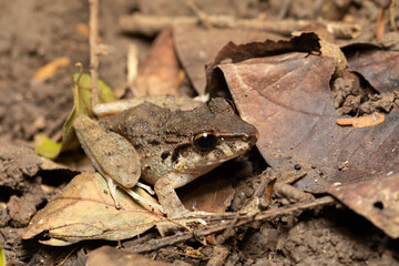 Craugastor ranoides, species of frog in the family Craugastoridae. Tarcoles, Costa Rica wildlife.