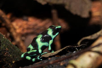 Green-and-black poison dart frog (Dendrobates auratus), Arenal, Costa Rica