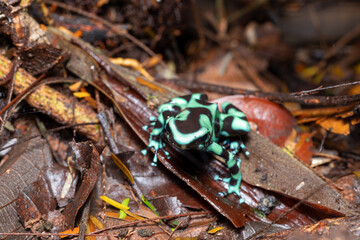 Green-and-black poison dart frog (Dendrobates auratus), Arenal, Costa Rica