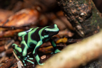 Green-and-black poison dart frog (Dendrobates auratus), Arenal, Costa Rica