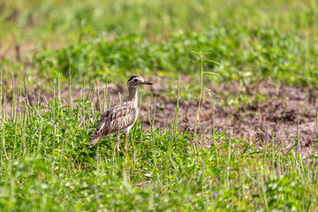 Double-striped thick-knee (Hesperoburhinus bistriatus), Liberia, Wildlife and birdwatching in Costa Rica.