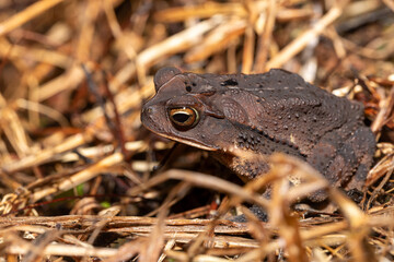 Gulf Coast toad (Incilius valliceps). Refugio de Vida Silvestre Cano Negro, Costa Rica Wildlife