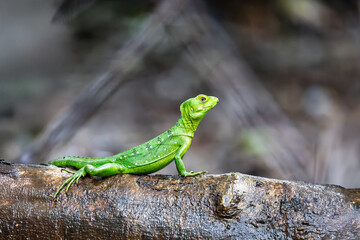 Plumed green basilisk female, Basiliscus plumifrons, Cano Negro, Costa Rica wildlife