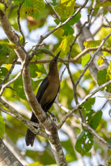 Great-tailed grackle or Mexican grackle (Quiscalus mexicanus). Liberia, Wildlife and birdwatching in Costa Rica.