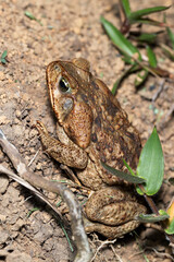Rhinella horribilis, giant toad frog, located in Mesoamerica and north-western South America. Costa Rica wildlife