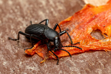Rhinandrus elongatus, genus of insects. Liberia, Costa Rica Wildlife.