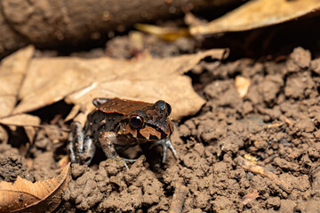 Savages thin-toed frog - Leptodactylus savagei, Puntarenas, Costa Rica Wildlife