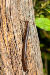 Spirobolida millipede. Liberia, Costa Rica Wildlife.