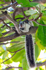 Variegated squirrel, Sciurus variegatoides. Playa Del Coco. Costa Rica wildlife.