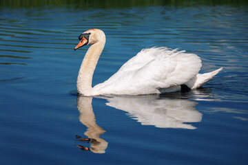 Mute swan, Cygnus, single bird on water. Czech Republic Europe wildlife.