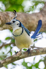 White-throated magpie-jay (Calocitta formosa)
