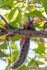 Variegated squirrel, Sciurus variegatoides. Playa Del Coco. Costa Rica wildlife.