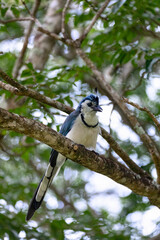 White-throated magpie-jay (Calocitta formosa)
