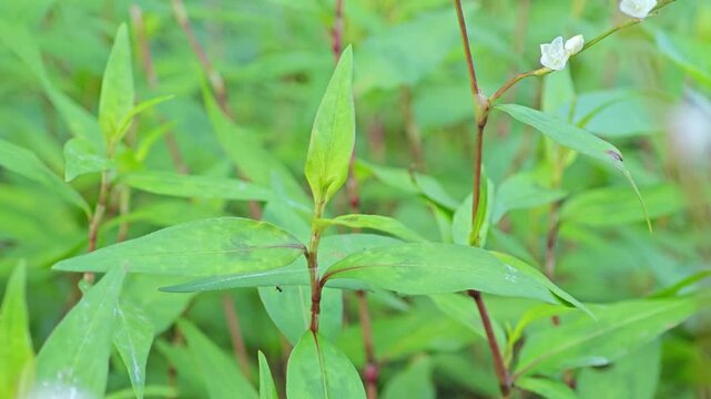 Vietnamese coriander (ผักแพว)

