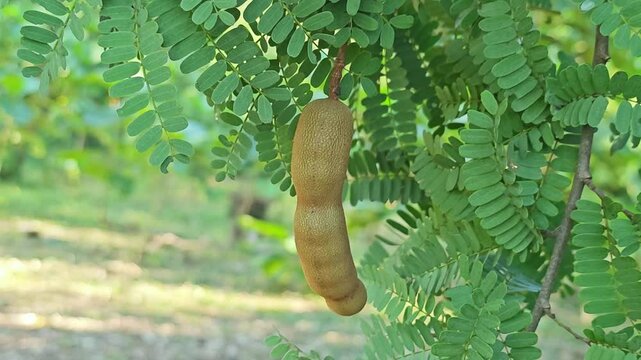 Tamarind fruit