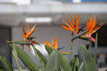 Tropical bird of paradise blooms brighten a modern urban space on a sunny day