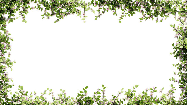 Fresh green leaves and flower frame isolated with transparent background
