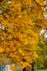 Close-up view of autumn maple leaves on a tree, showcasing the vibrant shades of yellow and hints of green that characterize fall. The soft focus in the background enhances the depth and texture.