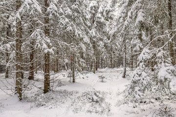 Snow and frost in a spruce forest a cold winter day