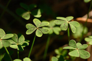 Lush green clovers thrive under sunlight in a serene natural setting during early springtime