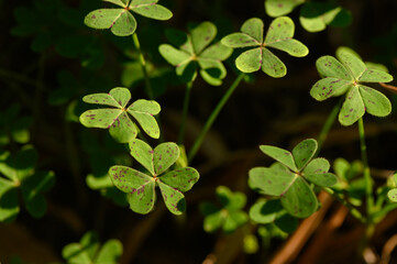 Lush green clovers basking in sunlight under a vibrant spring sky in a tranquil garden setting