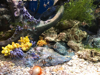 Tropical Fish in a Coral Reef Aquarium.