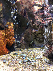 Black and Blue Fish in Aquarium.