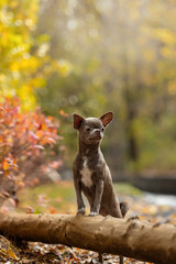  Small cute lilac Chihua-hua dog portrait in an autumn landscape