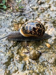 snail on a rock