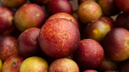 CAMU CAMU, AMAZONIAN FRUIT THAT GROWS ON THE BANKS OF RIVERS, DELICIOUS RED FRUIT KNOWN AS CAMU CAMU