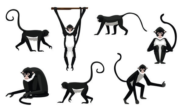 Spider Monkey Various Poses Cartoon Vector Character