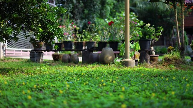 Green Brazil nut grass grows densely to cover the ground. Brazil nuts are suitable for planting as lawn replacements.