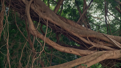 Obraz premium Struggle for Growth, A Symbolic Tree of Dominance and Resilience in the Shadow of Monopolistic Power