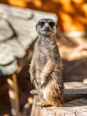 cute meerkat at the zoo