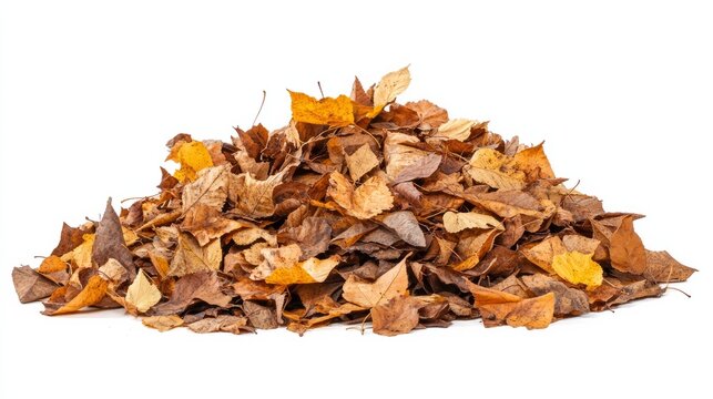 A mound of mostly brown leaves, with a few bright yellow leaves on top, scattered lightly, isolated on white background