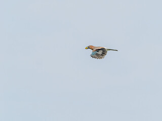 Jay in flight