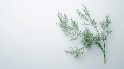 A simple dill sprig with soft, feathery green leaves, resting on a minimalist white surface