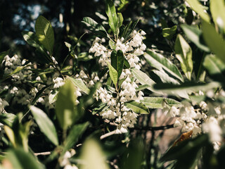 White flowers in the garden