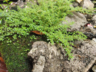 rock covered by green moss and grass